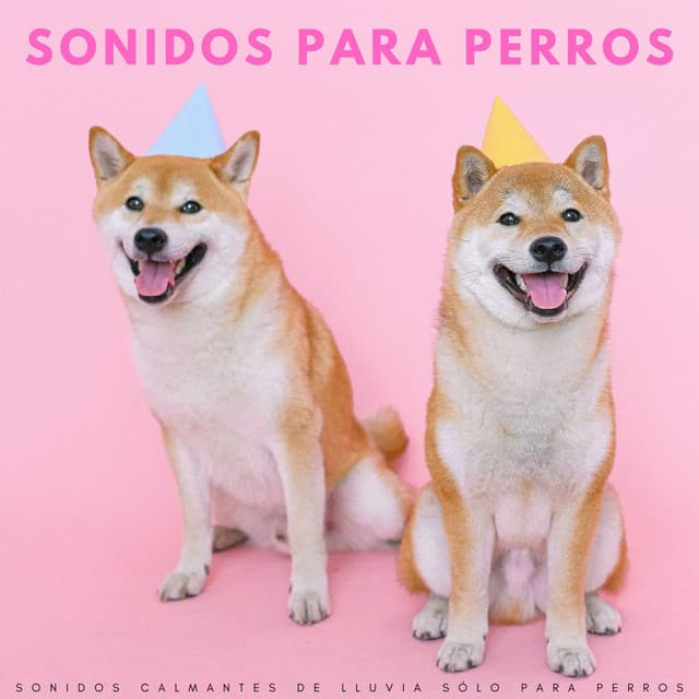 Sonidos Para Perros: Sonidos Calmantes De Lluvia Sólo Para Perros - Sonido Del Bosque y Naturaleza