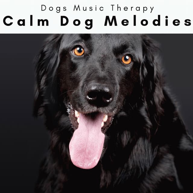 4 Dogs: Calm Dog Melodies - Dogs Music Therapy
