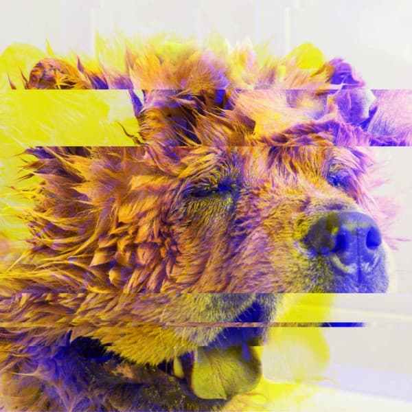 Fashionable Background Music for Agile Pups - Musica Relajante para Perros Momentos