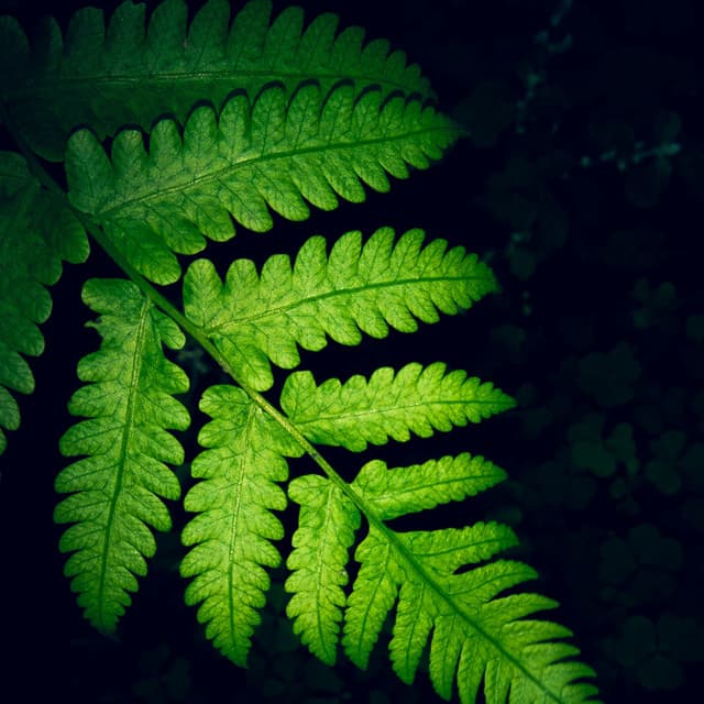 Relaxing Chillout Music - Best Kids Songs