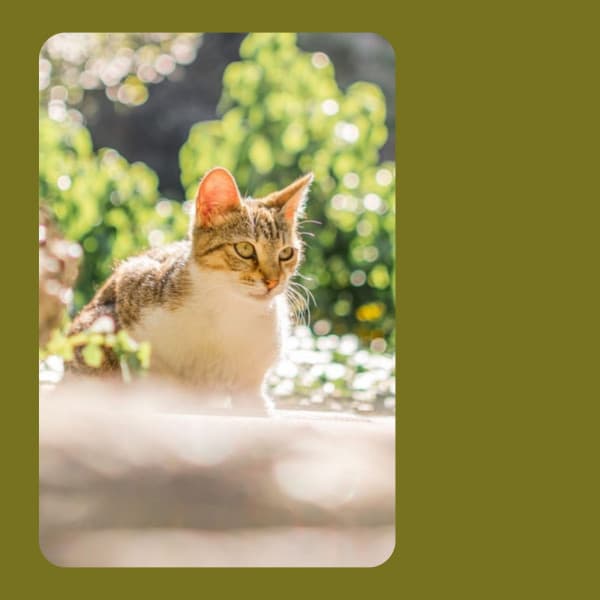 Jazz Trio - Background for Cutest Kittens - For Cats Only