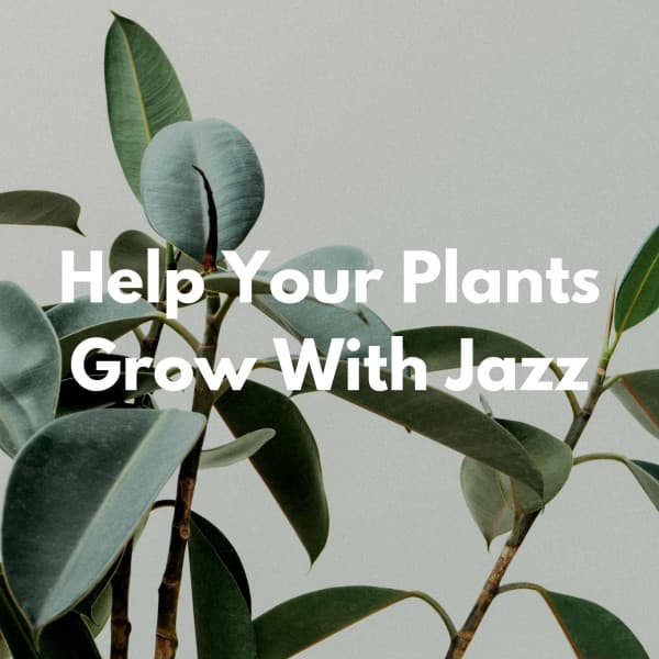 Help Your Plants Grow With Jazz - French Cafe Music