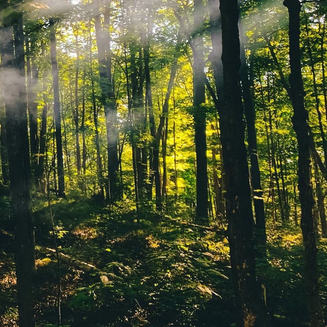 50 White Noise For Nightime: Echoes - White Noise for Babies