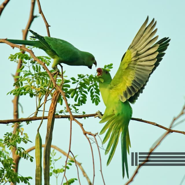 Relaxing Sounds Of Birds And Forest - Birds In The Forest