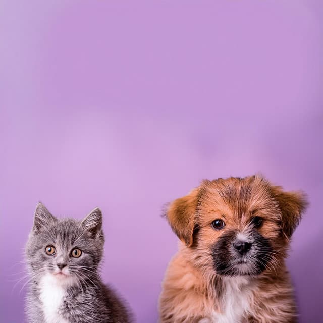 Compañeros Relajados: Música Para Mascotas - Buena Mañana
