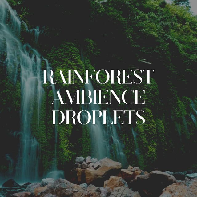 Rainforest Ambience Droplets - 24H Rain Sounds