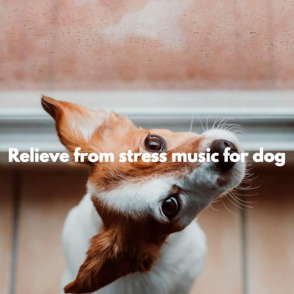 Relieve from stress music for dog - Jazz Rilassante Classici