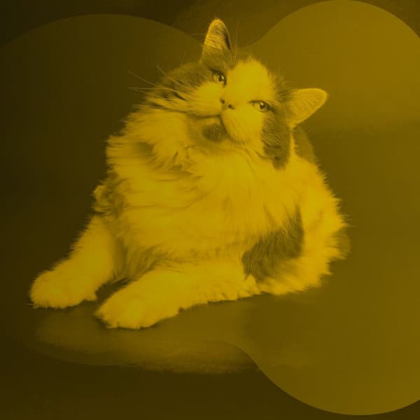 Backdrop for Pure Cats - Soprano Sax Solo - Música para dormir Gatos