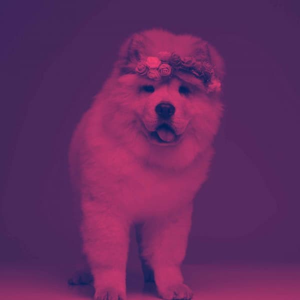 Guitar Jazz - Ambiance for Friday Dog Events - Jazz Music for Dogs