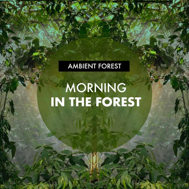 Morning in the Forest - Ambient Forest
