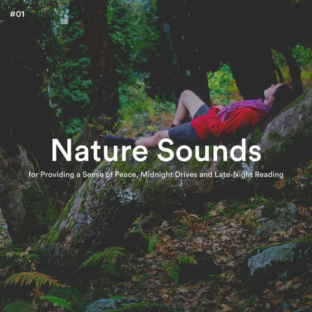 #01 Nature Sounds for Providing a Sense of Peace, Midnight Drives and Late-Night Reading - The Nature Soundscapes
