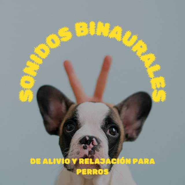 Sonidos Binaurales De Alivio Y Relajación Para Perros - Frecuencias de tierra y frecuencias de 432 Hz