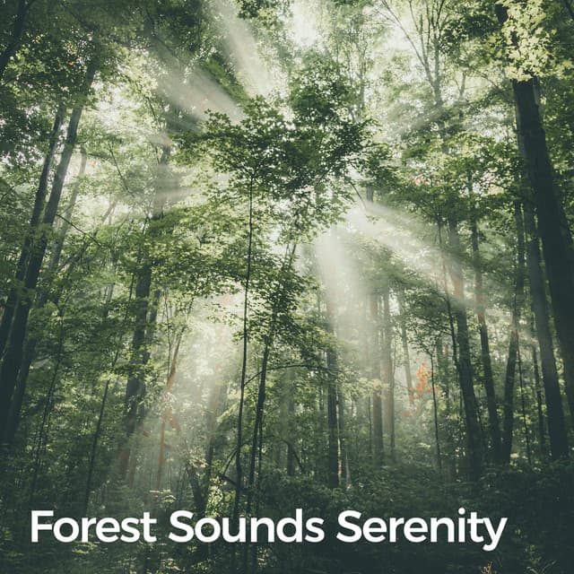 Forest Sounds Serenity - BLITZ