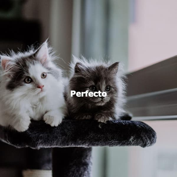 Perfecto - Cleaning Music Play List
