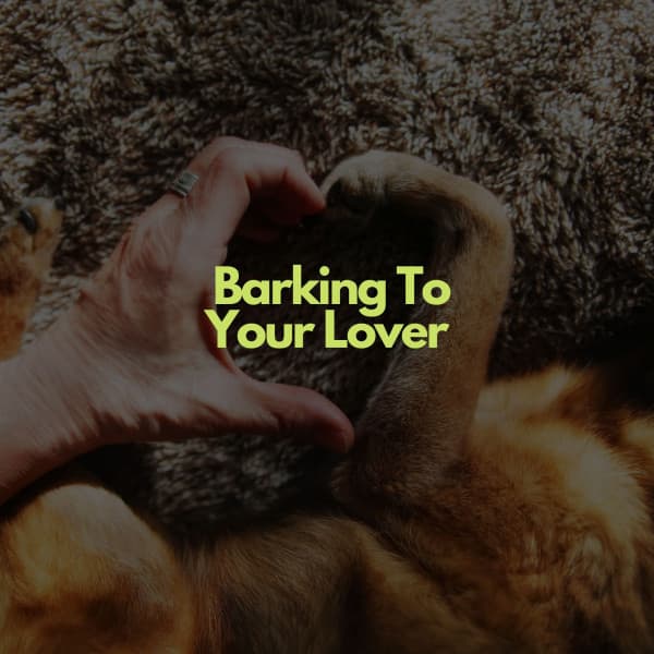 Barking To Your Lover - Calm Elevator Music