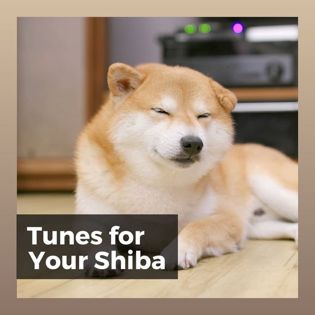 Tunes for Your Shiba - Dog Music Therapy