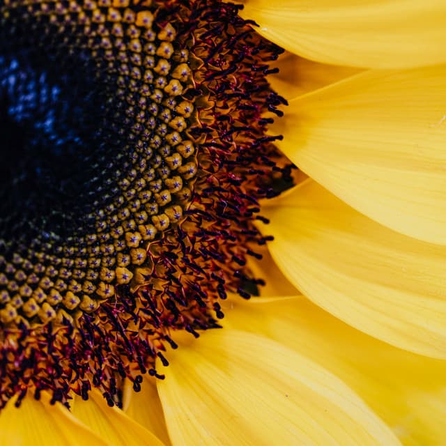 50 Atmospheric Soundscape: Serenity in Bloom - Baltic Nature Sounds