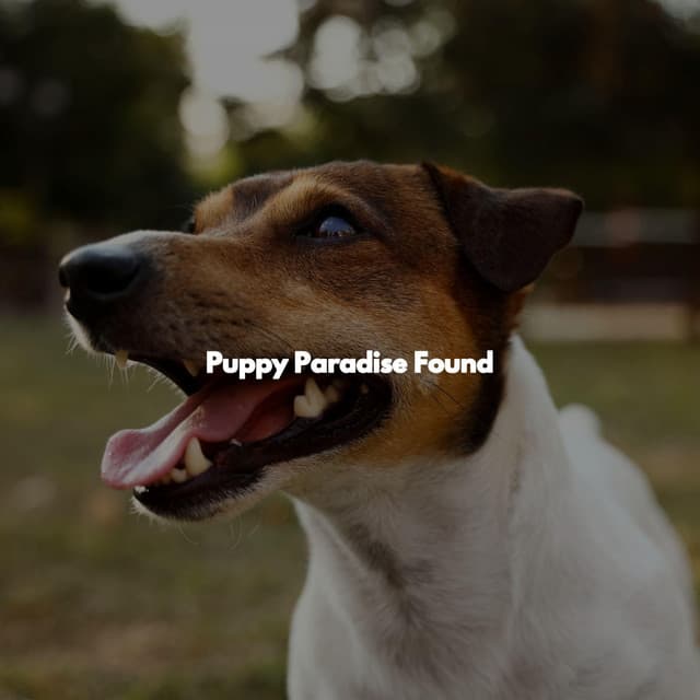 Puppy Paradise Found - Focus at Work Jazz Playlist