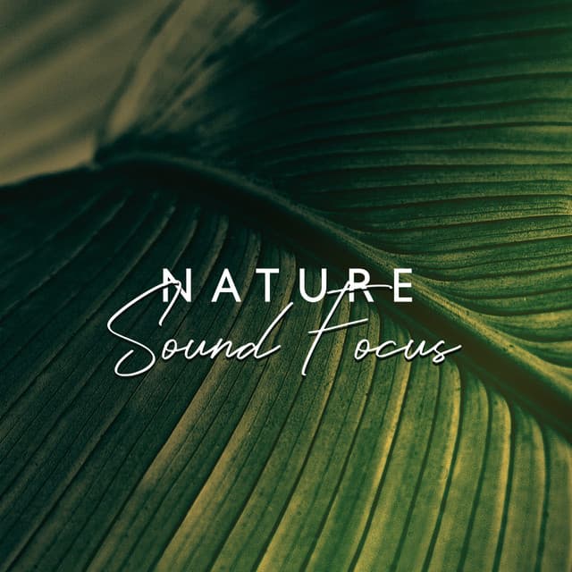 Nature Sound Focus – Deep Concentration Flow - Curative Solfeggio Frequencies
