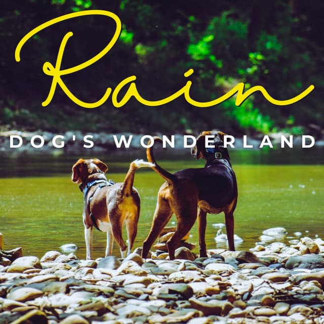 Paws in the Rain: Serene Rainfall for Dogs - Rain Soun