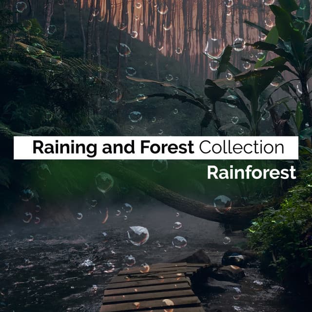 Raining and Forest Collection - Rainforest
