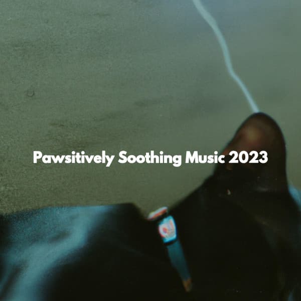 Pawsitively Soothing Music 2023 - Chill Playlist
