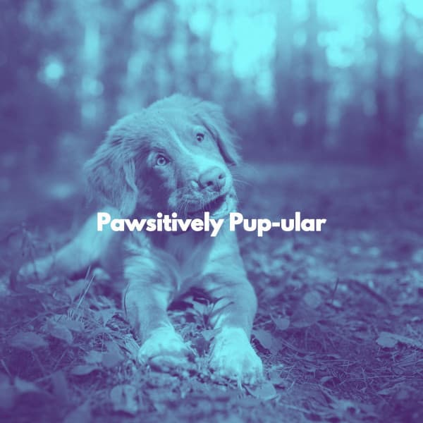 Pawsitively Pup-ular - Relaxing Morning Jazz Playlist