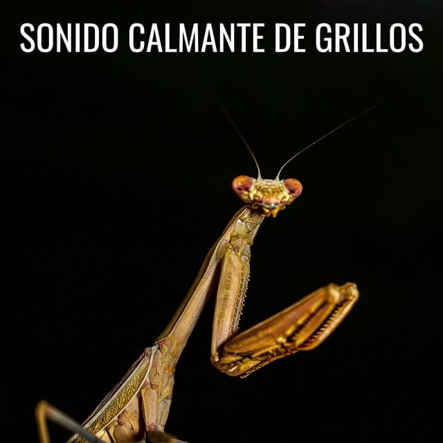 Sonido Calmante De Grillos - Grillos del bosque