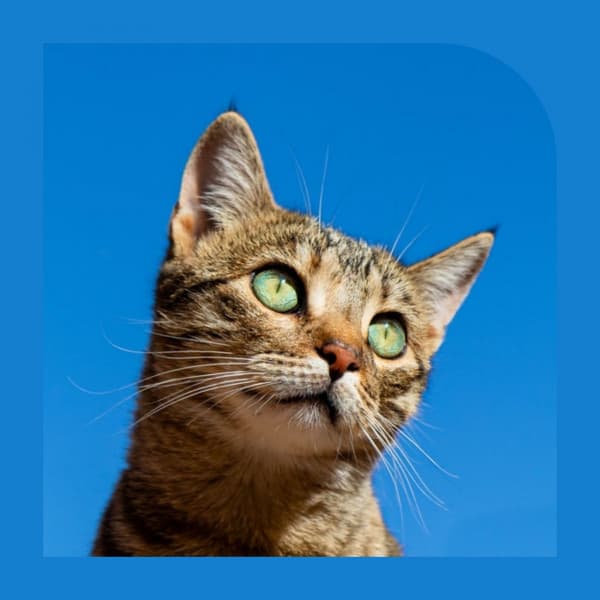 Latin Trumpet - Background for Anxious Kitty - Soothing Cat Music