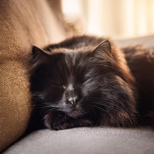 Orquesta Elegante Para Gatos: Melodías Para La Armonía Felina - Elliot Braun