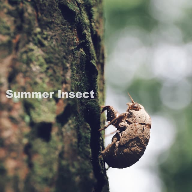 Summer Insect - Aqua Sound