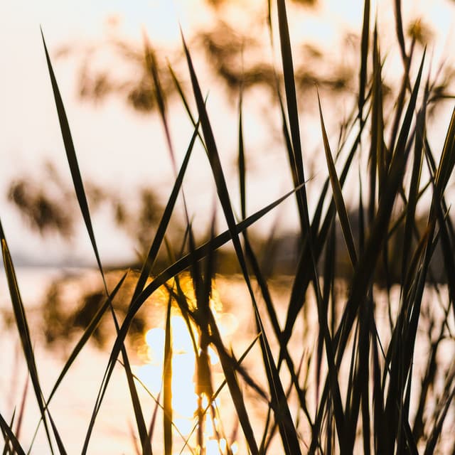 Sounds of Nature | Meditation | Spa and Meditation - White Noise Sleep Sounds