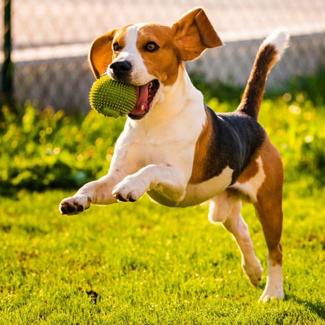 Serene Tunes for Dog Relaxation - Spring Music