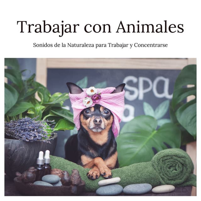 Trabajar con Animales: Sonidos de la Naturaleza para Trabajar y Concentrarse - Thiago Mascotas