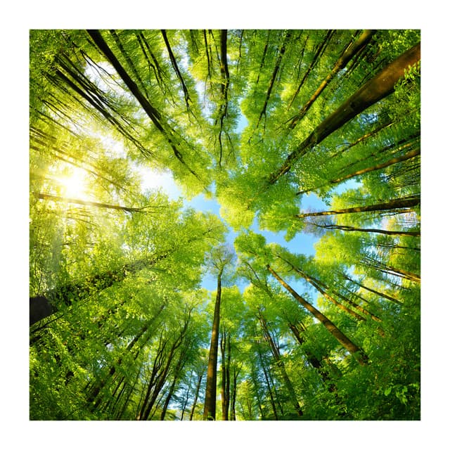 Nature Sounds - Calm Forest For Sleeping - Dream Supplier