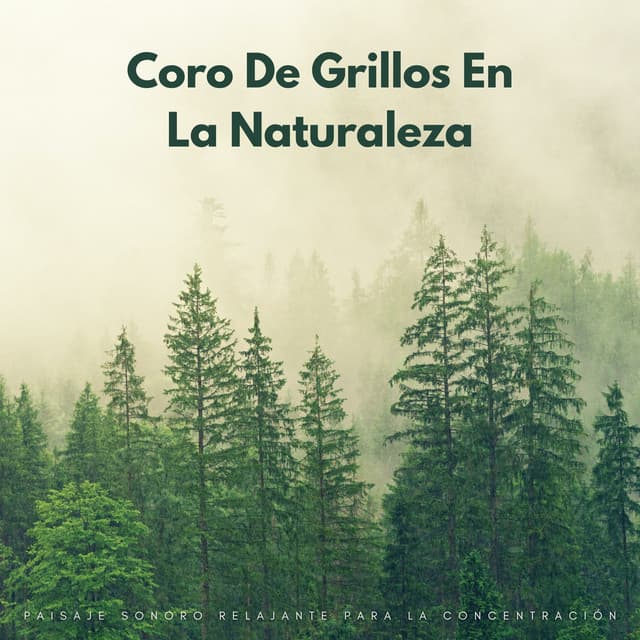 Coro De Grillos En La Naturaleza: Paisaje Sonoro Relajante Para La Concentración - Próxima Naturaleza