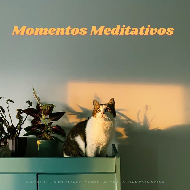 Calmas Patas En Reposo: Momentos Meditativos Para Gatos - Música ambiental relajante
