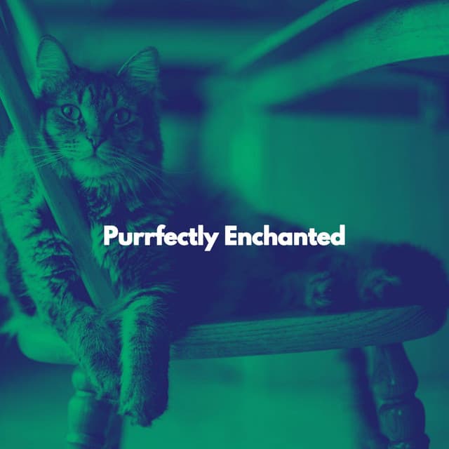 Purrfectly Enchanted - Soothing Cat Music