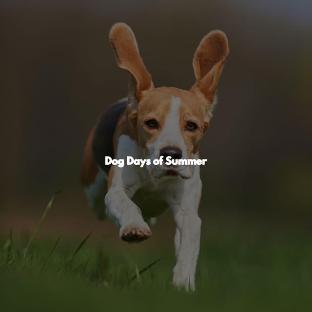 Dog Days of Summer - Modern Jazz Fusion