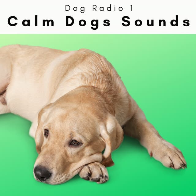 4 Paws: Calm Dogs Sounds - Dog Radio 1