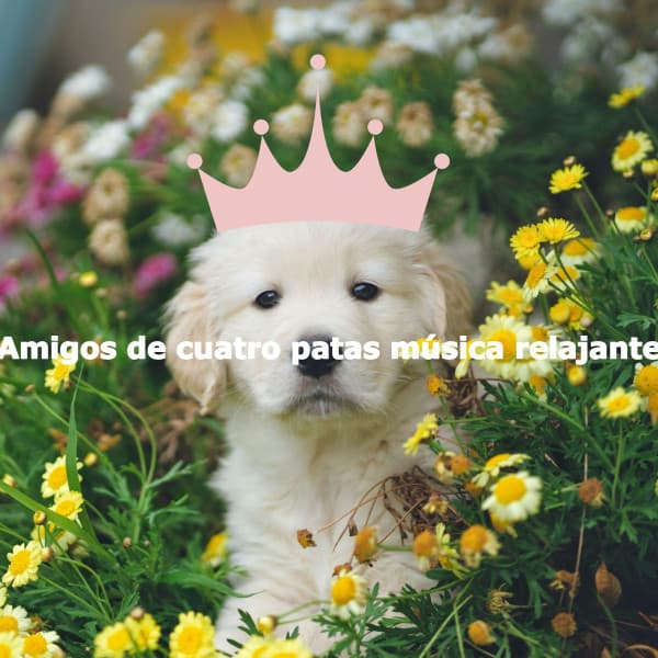 Amigos de cuatro patas música relajante - Música de Oficina