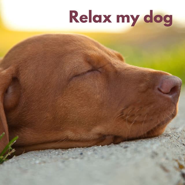 Dog Chill - Pets Relax