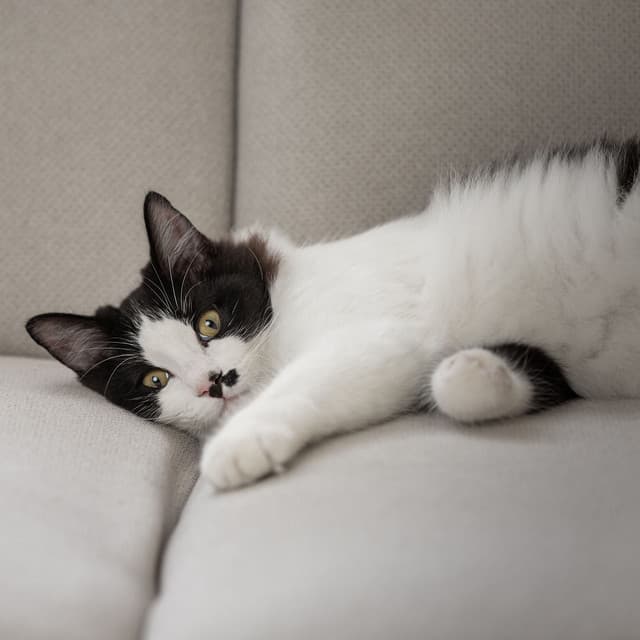 Soothing Sounds: Cats' Comforting Music - Relaxing Cat Music