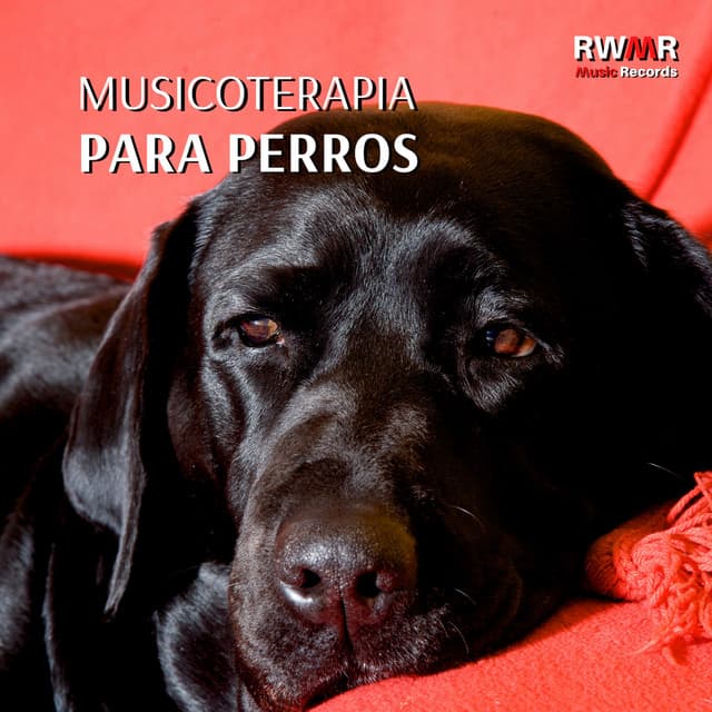 Musicoterapia para perros – Música de fondo para animales solos en casa, relajación, tranquilidad, sin miedo, melodías relajantes para reducir la ansiedad - RW Terapia de sonido