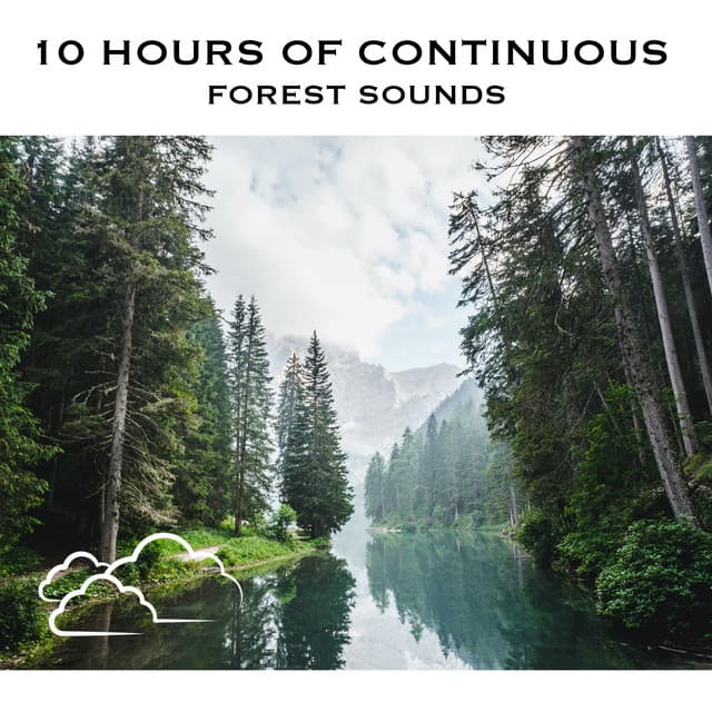 10 Hours of Continuous Forest Sounds - White Noise Radiance