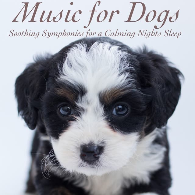 Music for Dogs: Soothing Symphonies for a Calming Nights Sleep - Dog Sleep Dreams