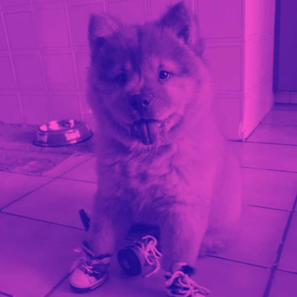 Music for Chillin with Pups - Chill My Pooch