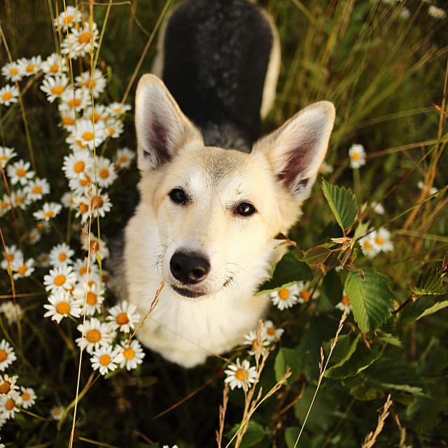 Raindrops and Piano Rhapsodies: A Dog's Serenade - Rain Radiance