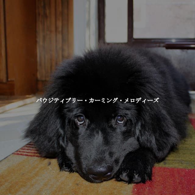 パウジティブリー・カーミング・メロディーズ - Bossa Nova Jazz Lounge