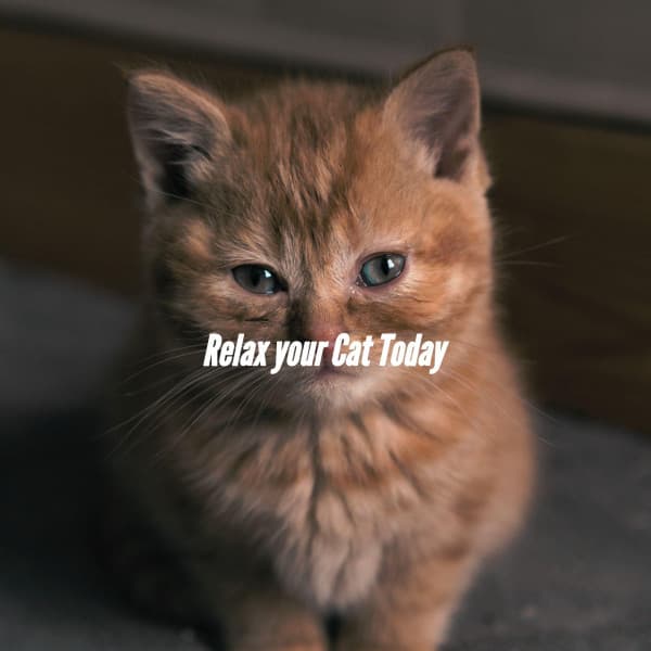Relax your Cat Today - Jazz Lounge Cafe